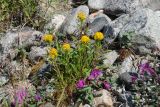 Solidago compacta. Цветущие растения в сообществе с Chamaenerion latifolium (лиловые цветки). Чукотка, побережье бухты Провидения. 22.07.2012.