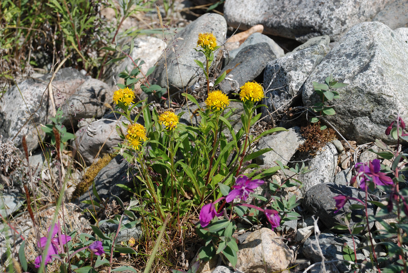 Image of Solidago compacta specimen.