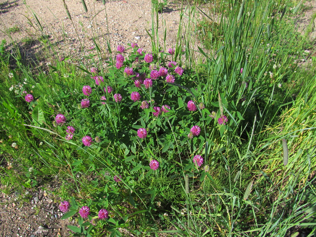 Изображение особи Trifolium medium.