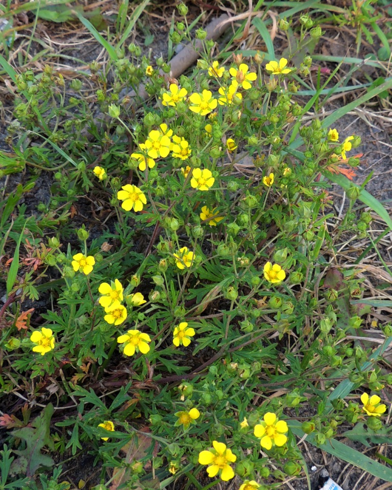 Image of genus Potentilla specimen.