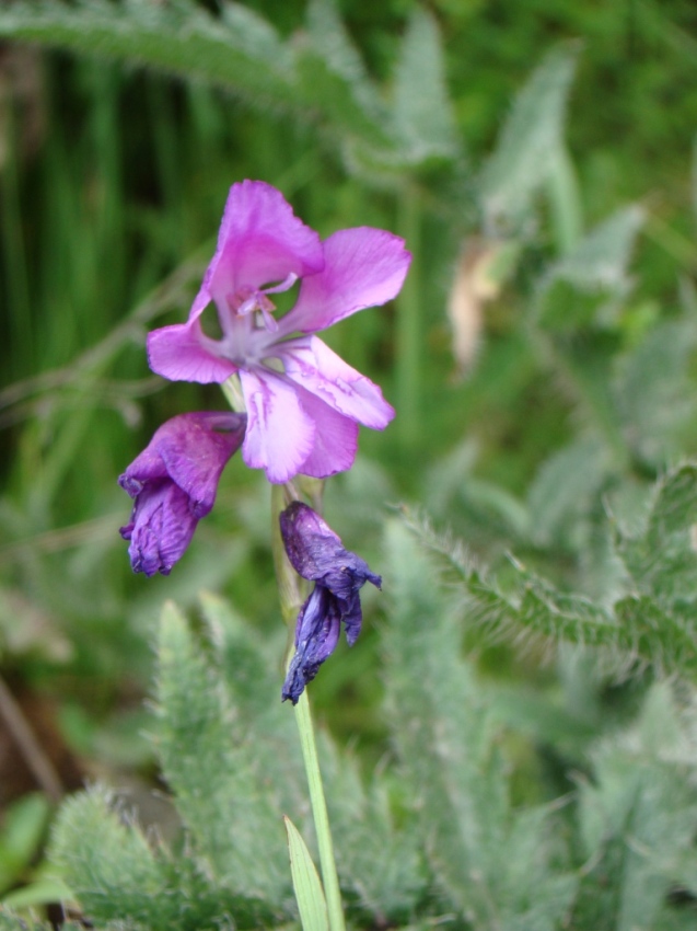 Image of Gladiolus kotschyanus specimen.