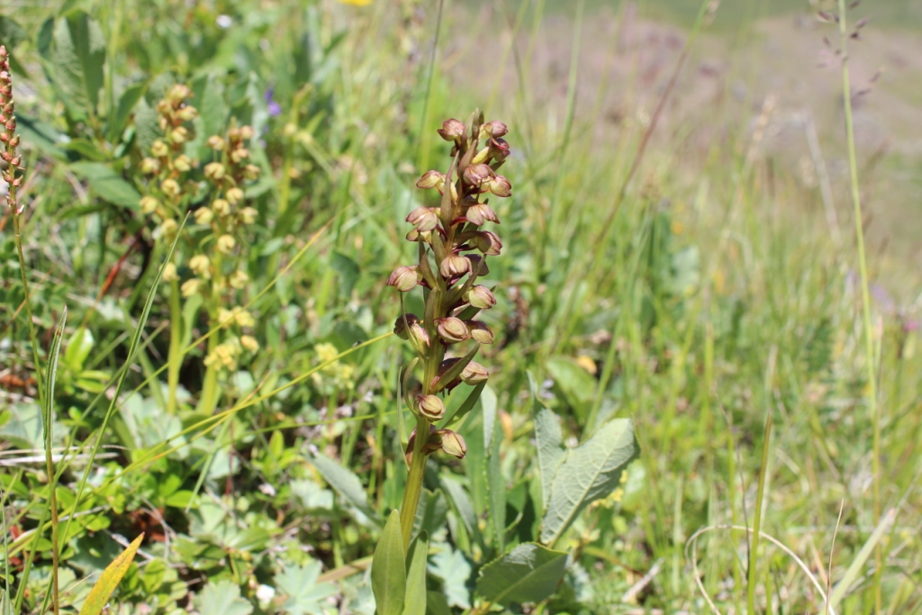 Image of Dactylorhiza viridis specimen.