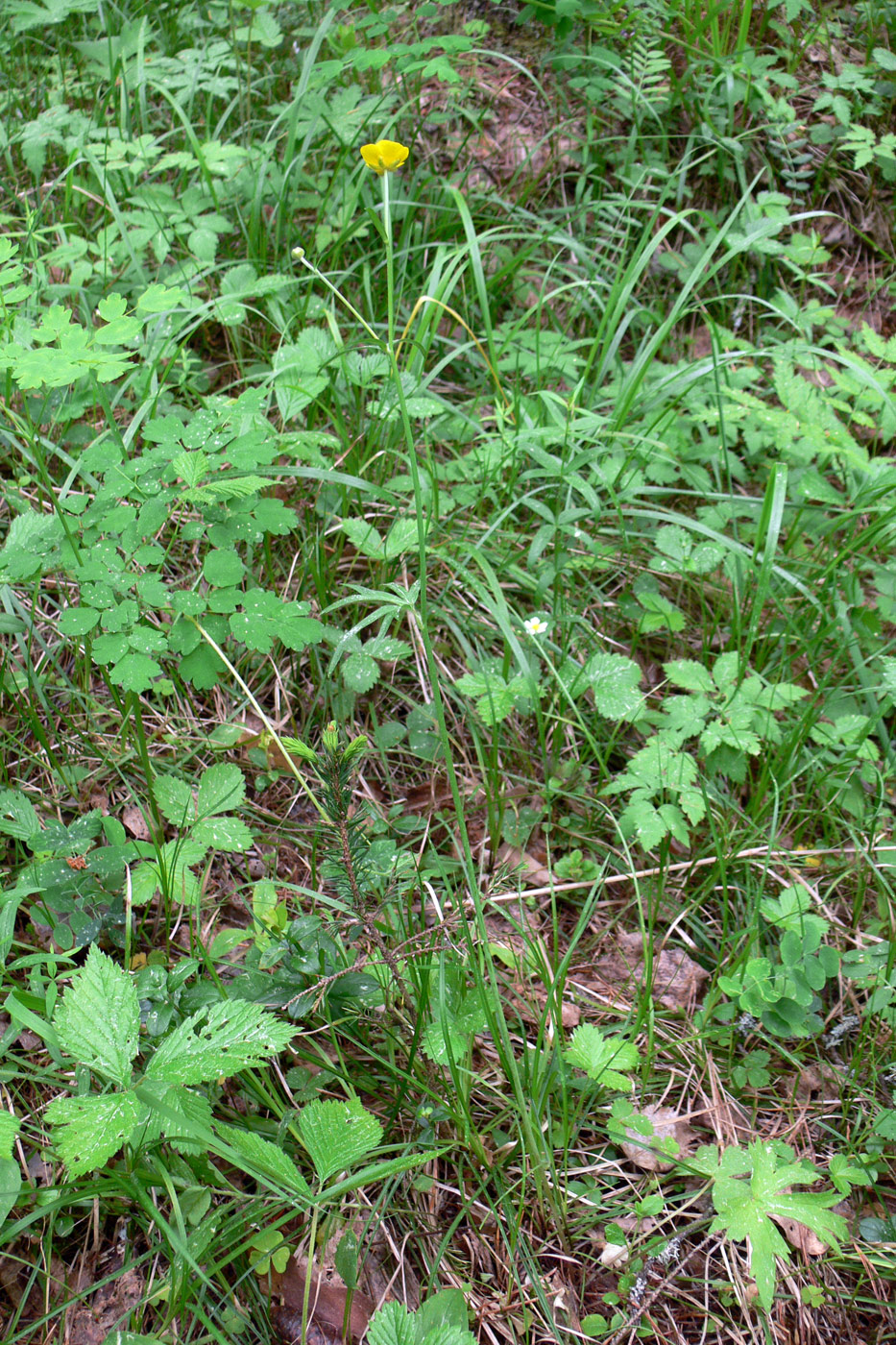 Изображение особи Ranunculus propinquus.