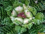Erodium cicutarium. Центральная часть розетки с соцветием в бутонах. Украина, г. Николаев, Заводской р-н, Намыв, берег р. Южный Буг. 05.02.2018.