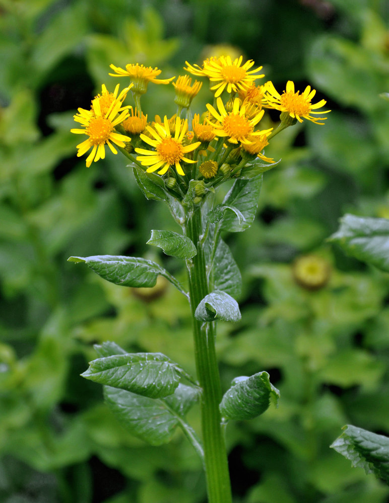 Изображение особи Tephroseris cladobotrys.