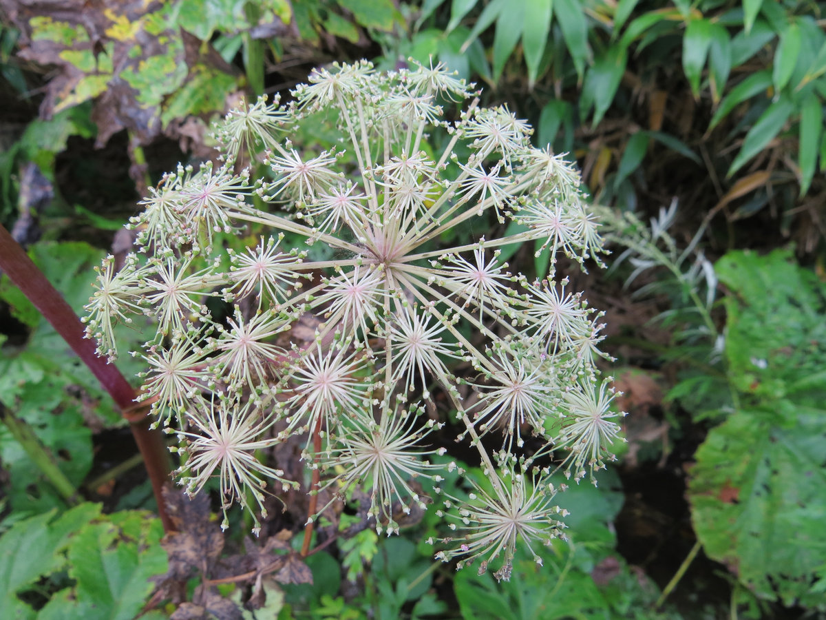 Image of Angelica genuflexa specimen.