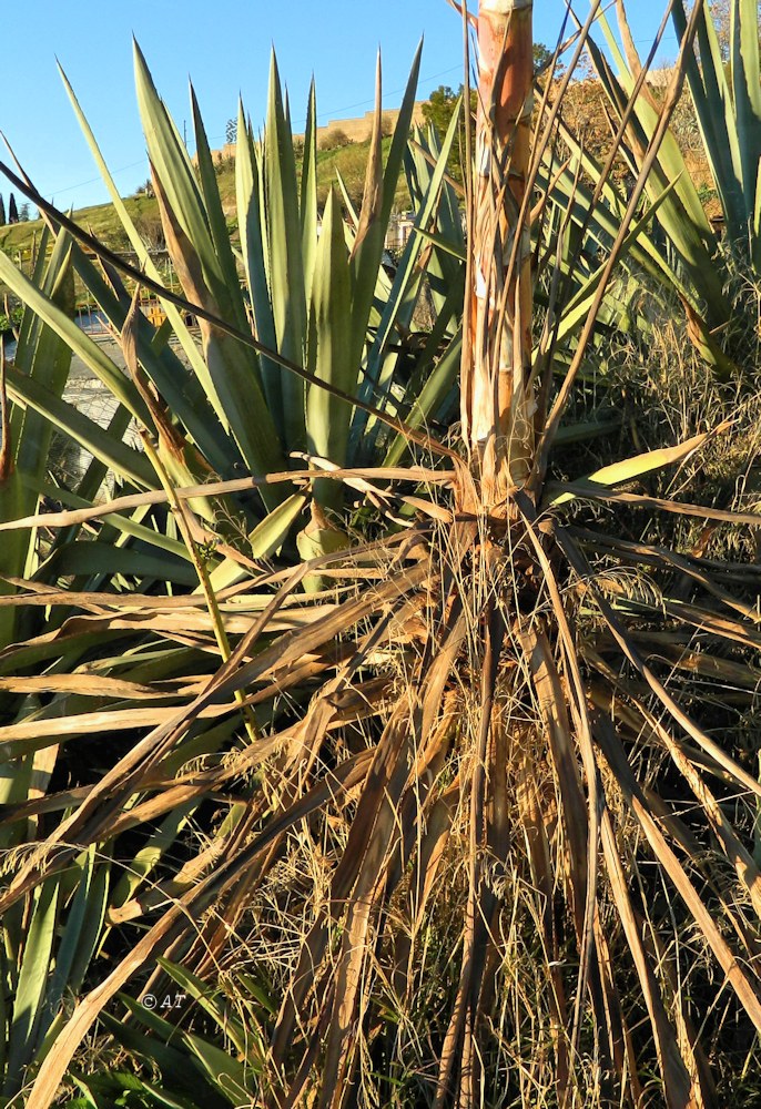 Image of genus Agave specimen.