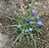 Muscari leucostomum. Цветущее растение (вид сверху). Узбекистан, г. Ташкент, Ботанический сад им. Ф.Н.Русанова, в культуре. 20.03.2018.