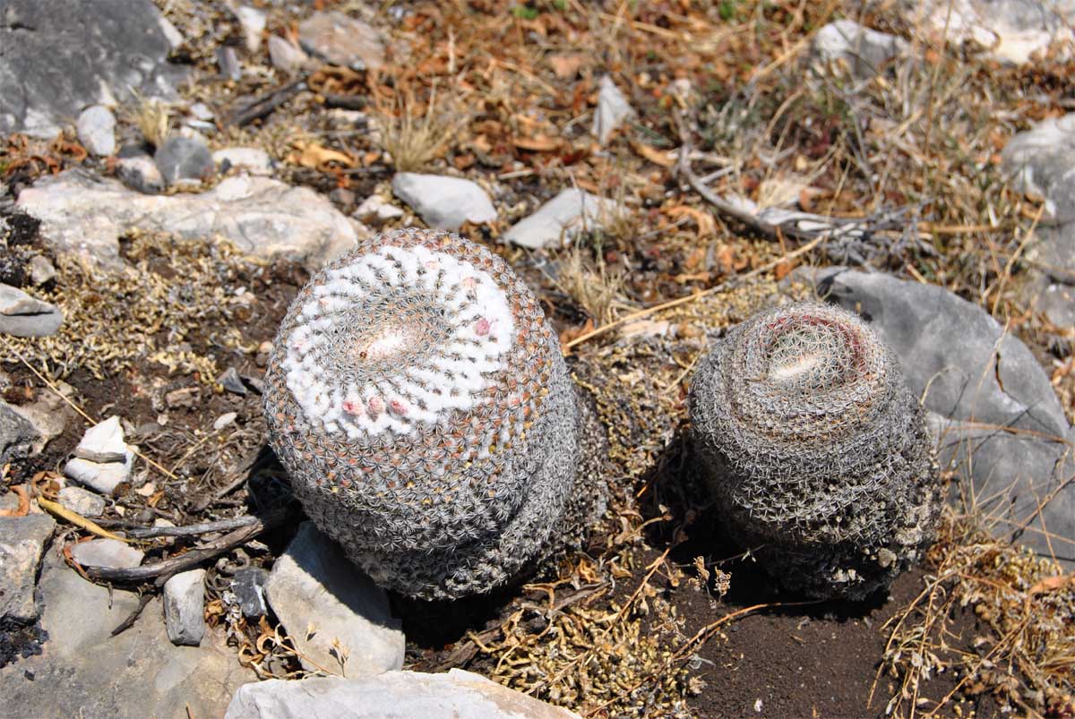 Image of Mammillaria formosa specimen.