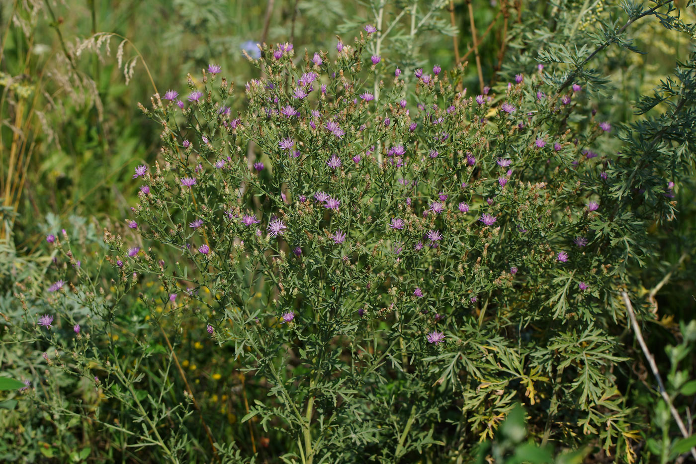 Image of Centaurea diffusa specimen.