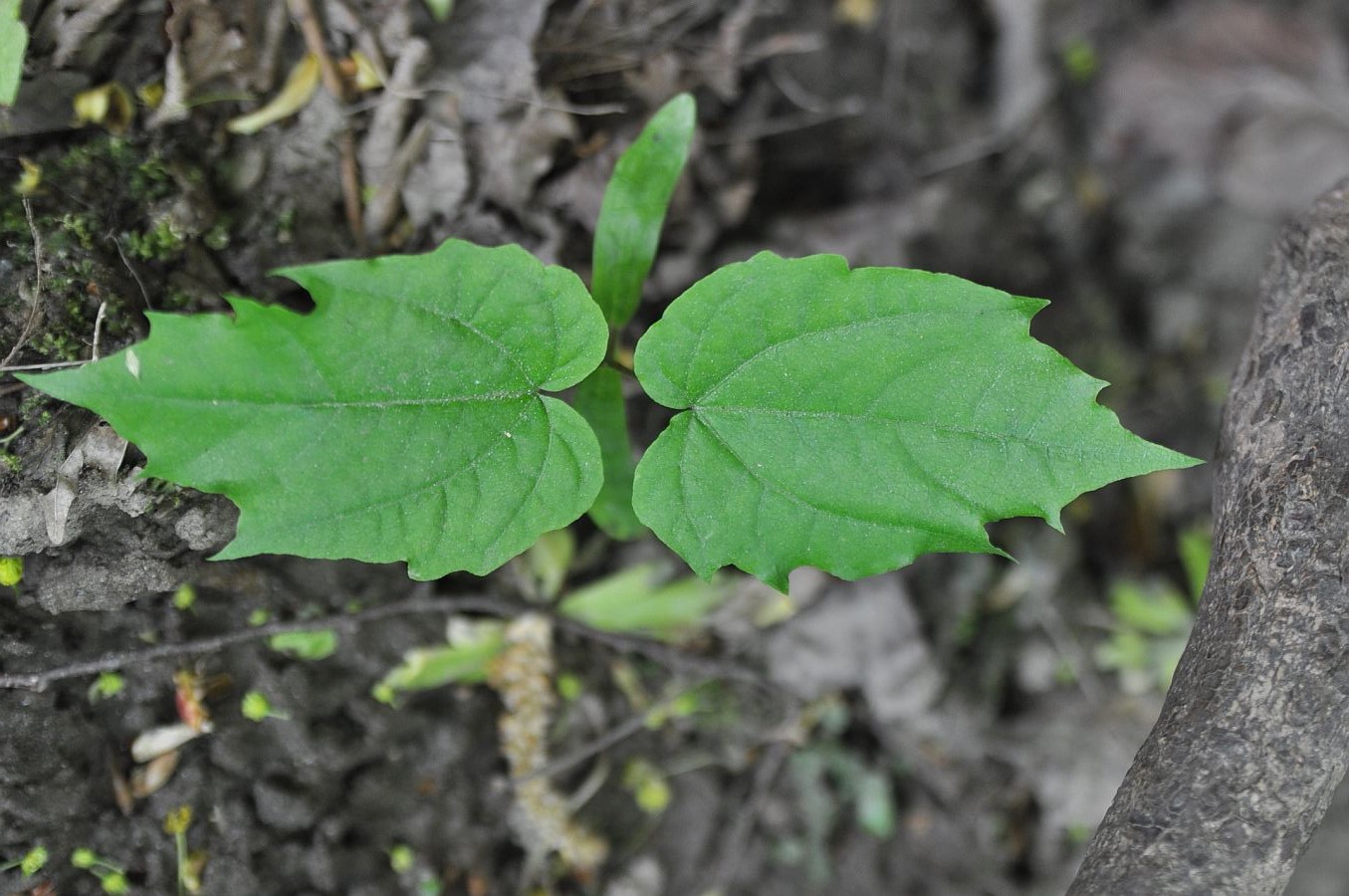 Image of genus Acer specimen.