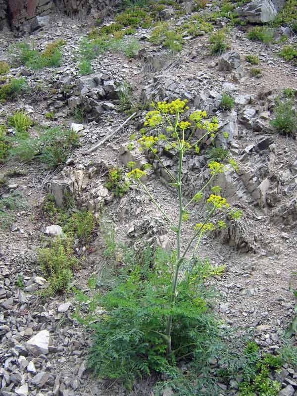 Изображение особи Ferula kelleri.