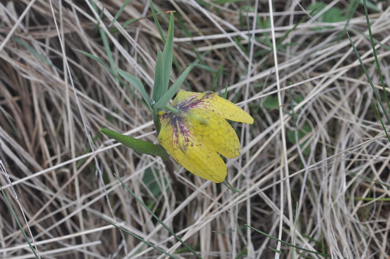 Image of Fritillaria ophioglossifolia specimen.