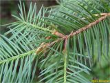 Pseudotsuga menziesii. Часть ветви. Украина, Ивано-Франковская обл., Болеховский горсовет, Поляницкий сельсовет, Поляницкий региональный ландшафтный парк, урочище \"Скалы\", молодой смешанный лес. 20.05.2018.