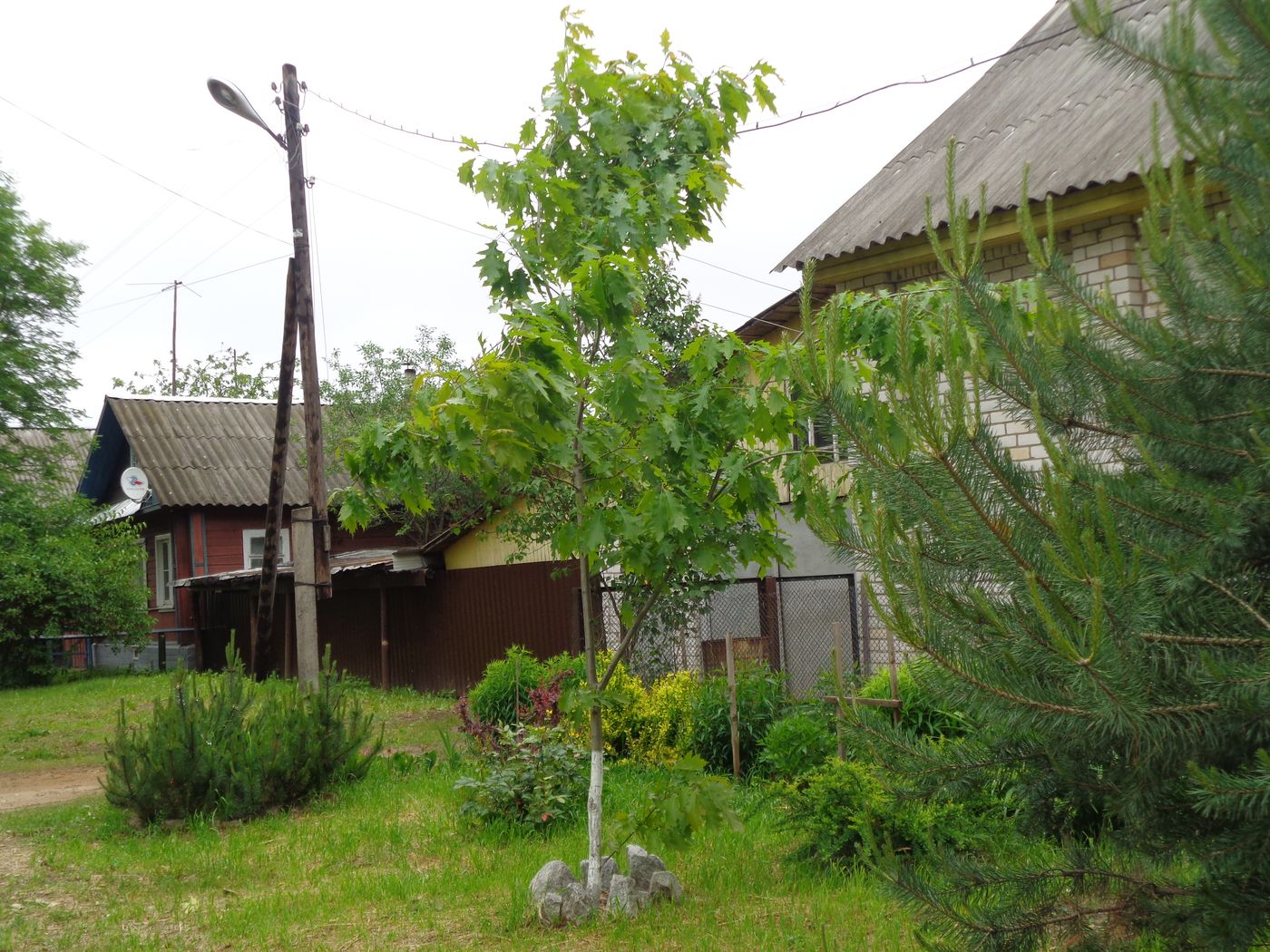 Изображение особи Quercus rubra.