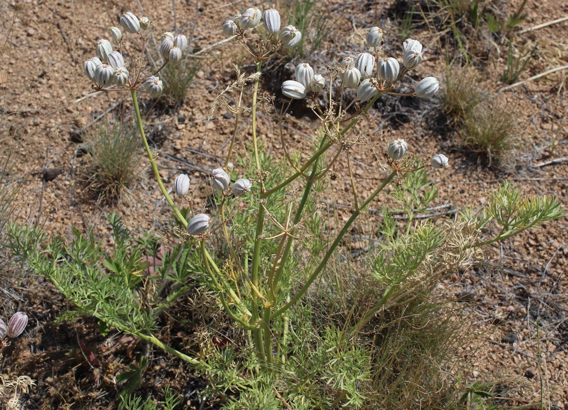 Image of Prangos ledebourii specimen.