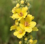 Verbascum &times; semialbum