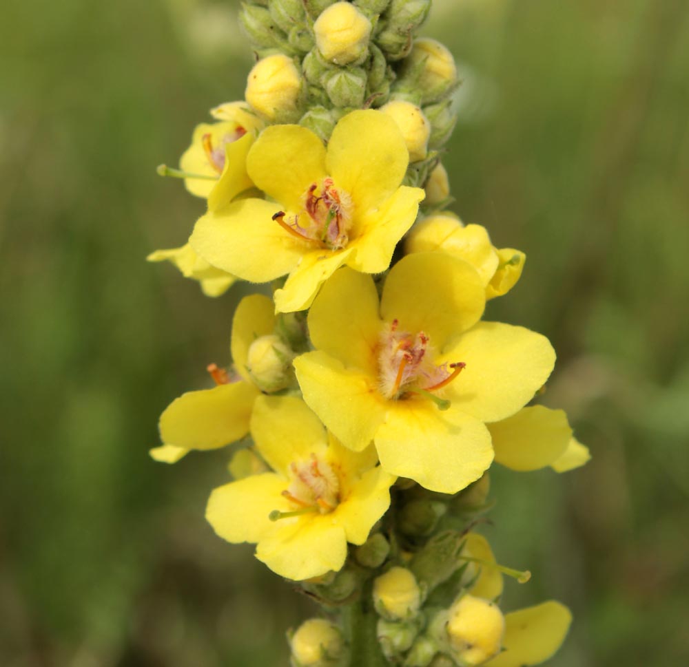 Image of Verbascum × semialbum specimen.