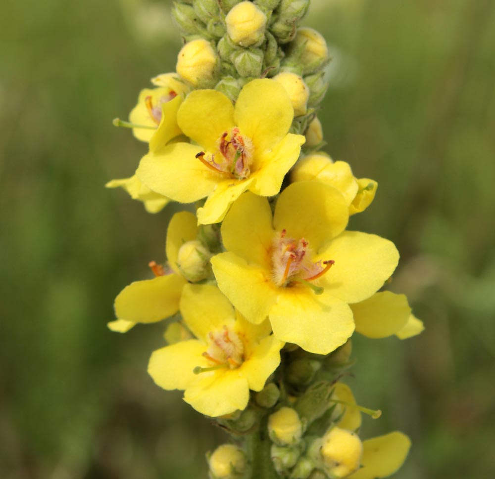 Image of Verbascum &times; semialbum specimen.