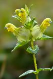 Rhinanthus subulatus. Верхушка цветущего растения. Карачаево-Черкесия, Зеленчукский р-н, окр. пос. Архыз, Софийский хребет, пер. Иркиз, ≈ 2900 м н.у.м., каменистый склон горы с травяными кочками чуть выше седловины перевала. 07.08.2018.