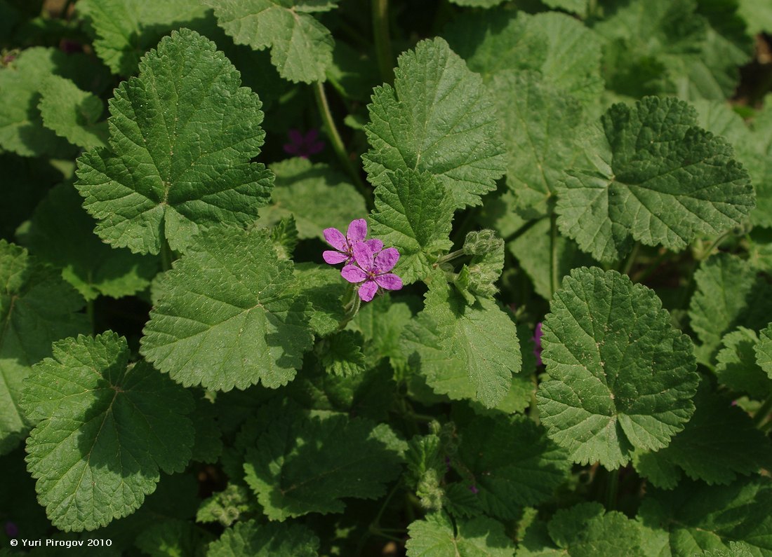 Изображение особи Erodium malacoides.