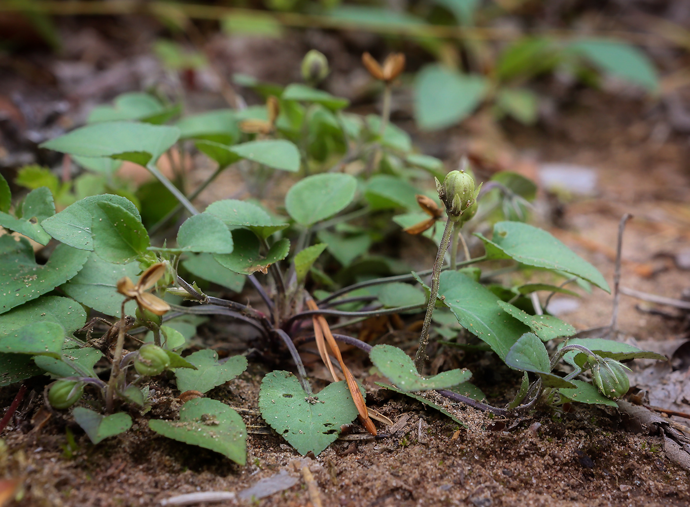 Image of Viola rupestris specimen.