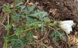 Hibiscus trionum