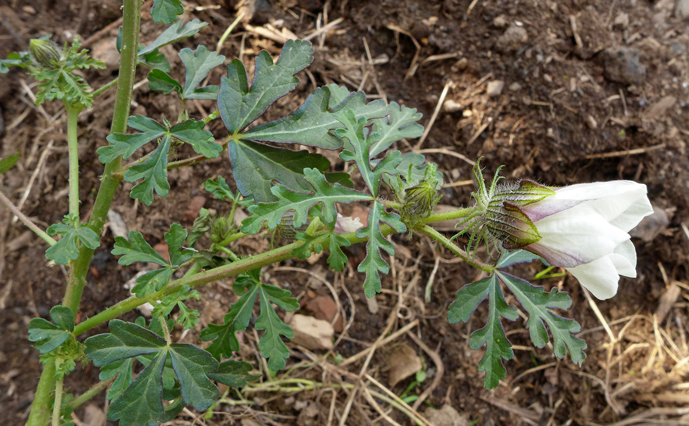 Изображение особи Hibiscus trionum.