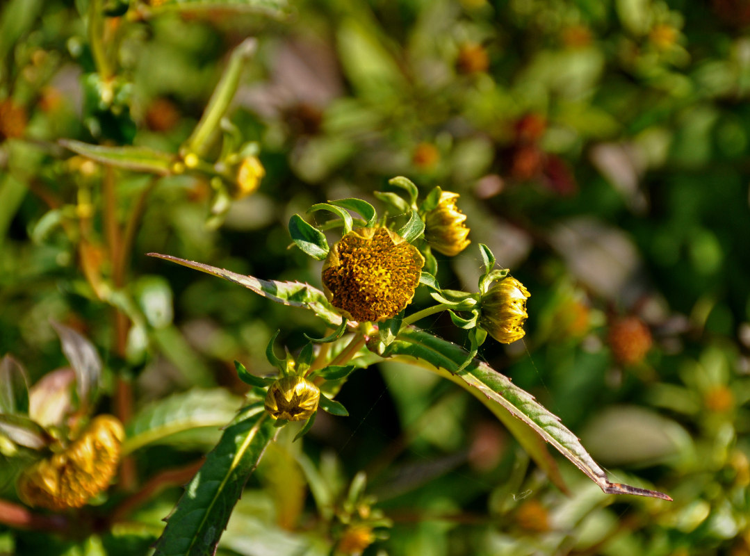 Изображение особи Bidens cernua.