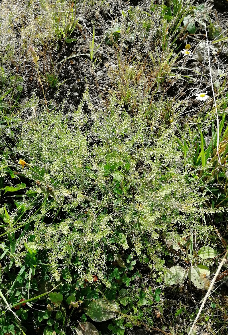 Image of Lepidium apetalum specimen.