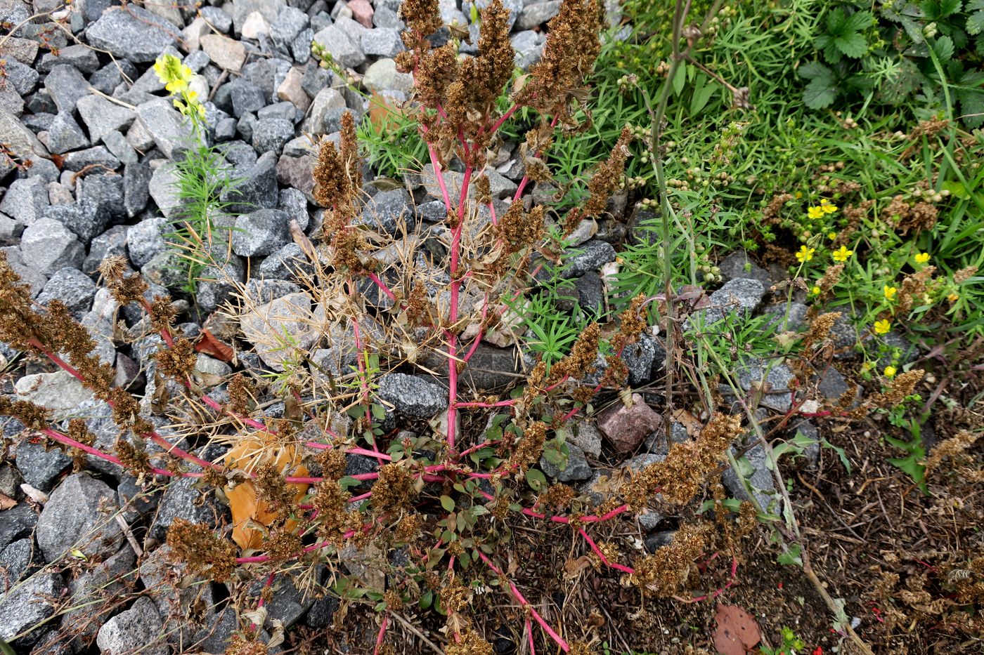 Изображение особи Amaranthus retroflexus.