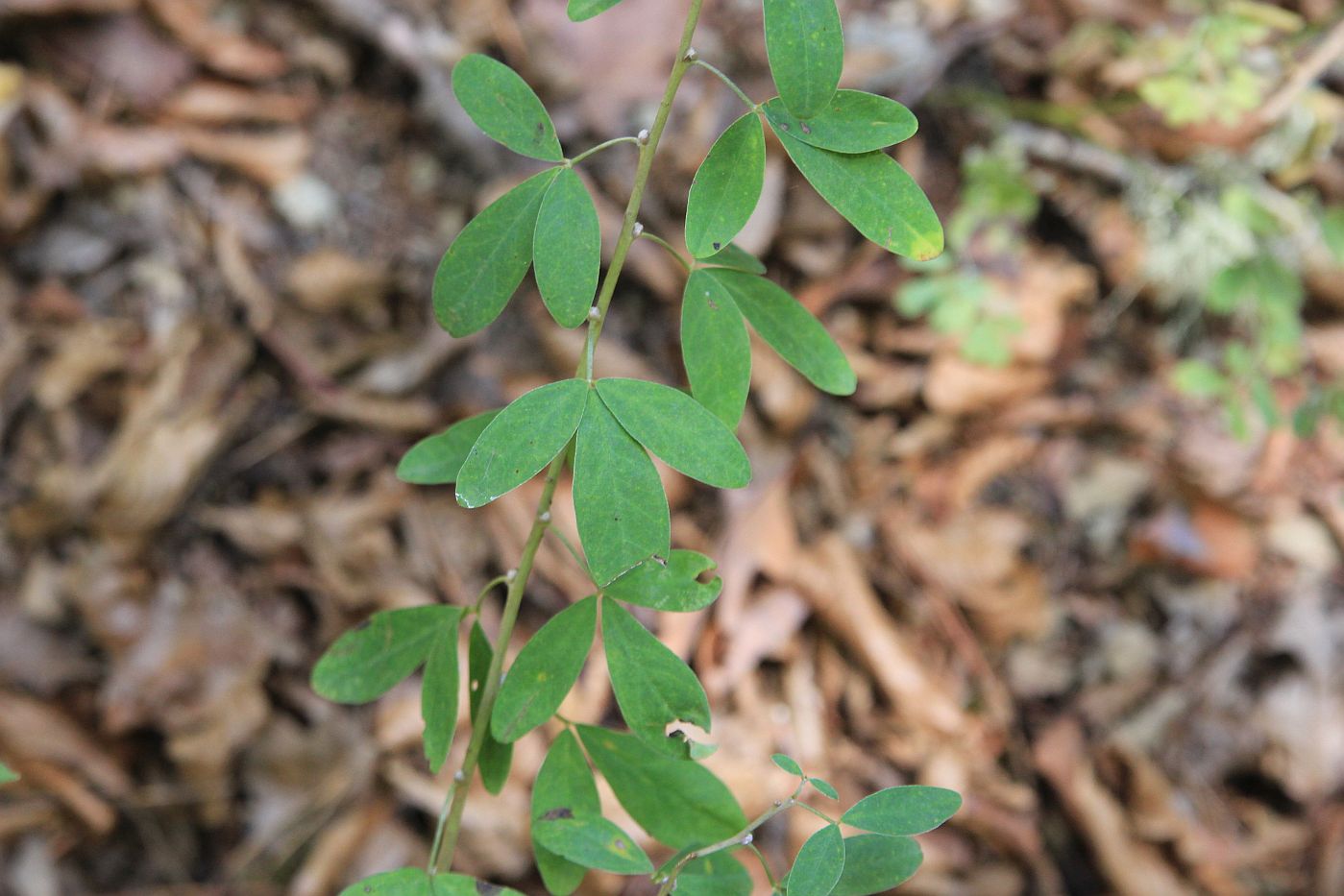 Изображение особи Chamaecytisus ruthenicus.