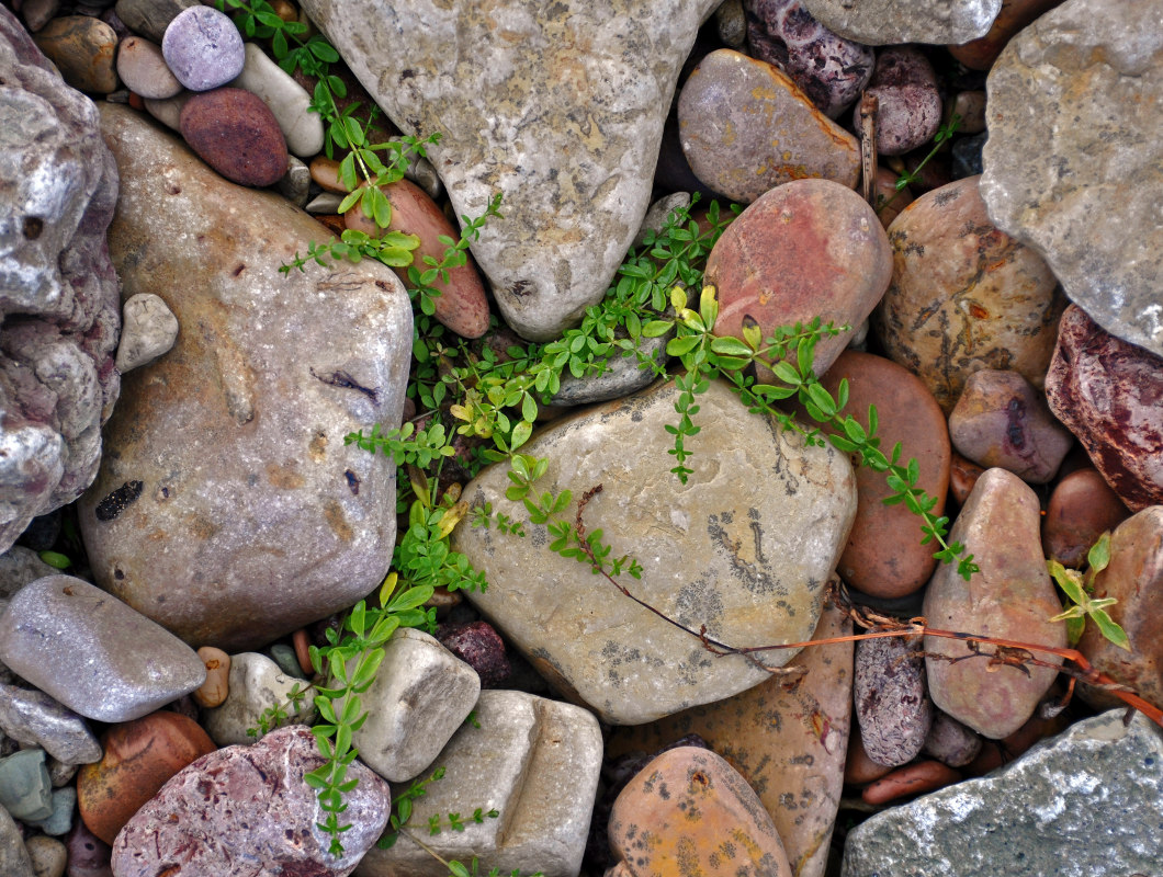 Image of Galium palustre specimen.