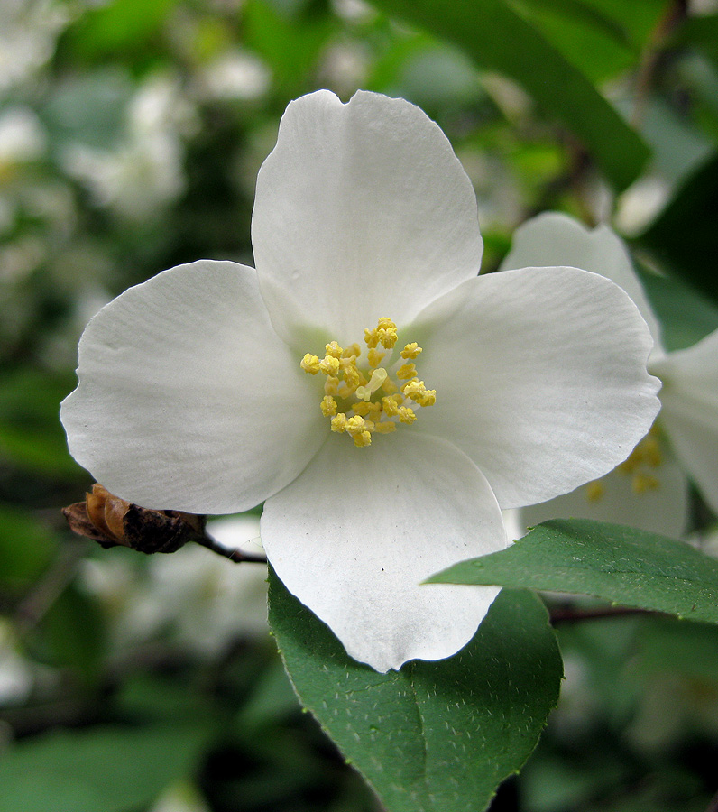 Image of Philadelphus × lemoinei specimen.