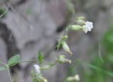 Melandrium latifolium. Верхушка отцветшего растения. Грузия, край Самцхе-Джавахети, Ахалцихский муниципалитет, монастырь Сапара, рядом со скалой луг в смешанном лесу. 28.05.2018.