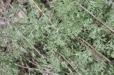 род Artemisia