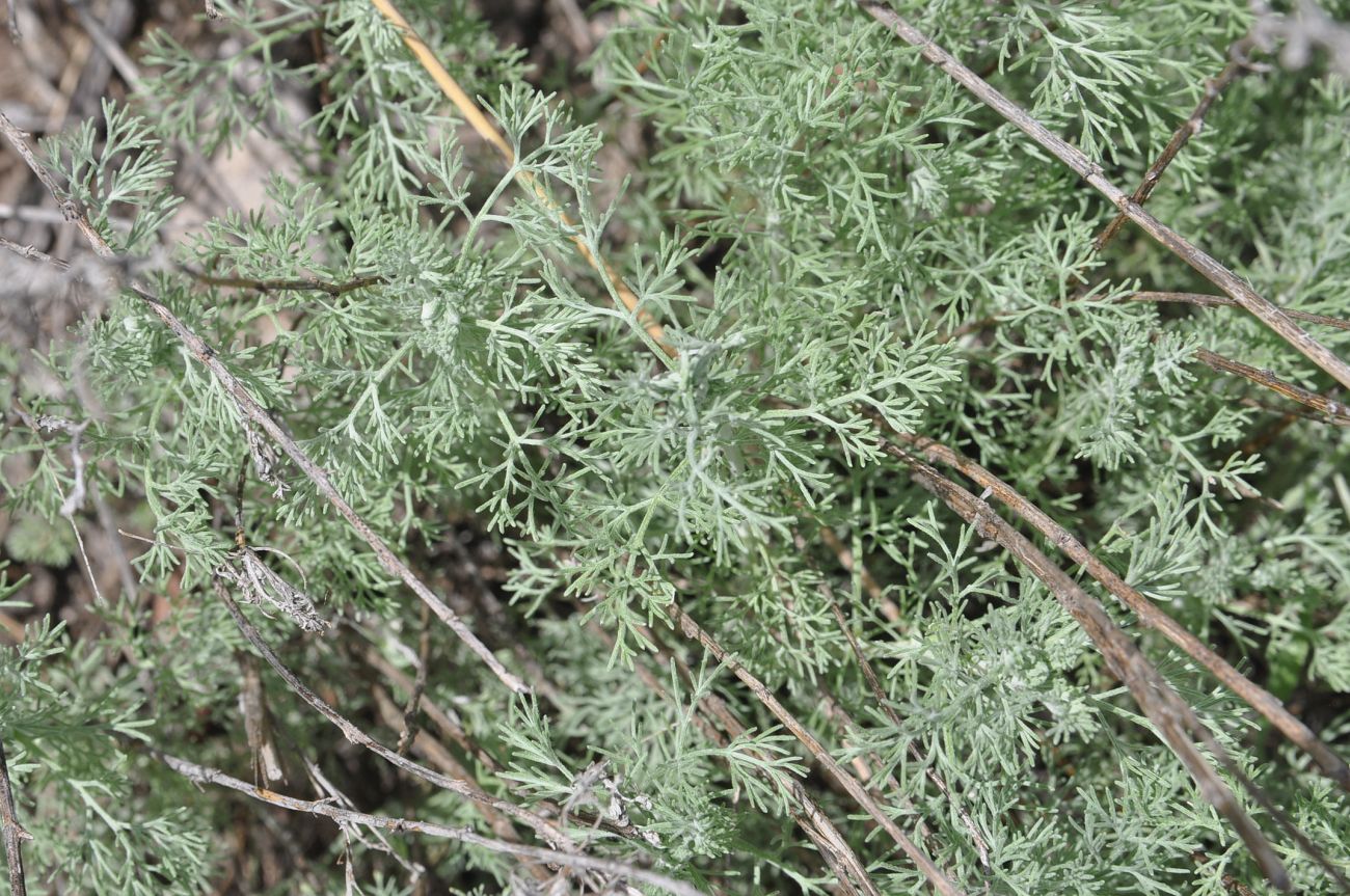 Image of genus Artemisia specimen.