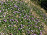 Lathyrus japonicus