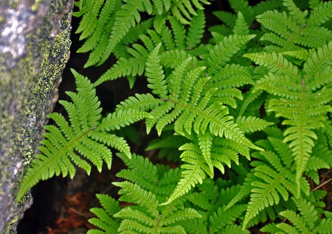 Image of Phegopteris connectilis specimen.