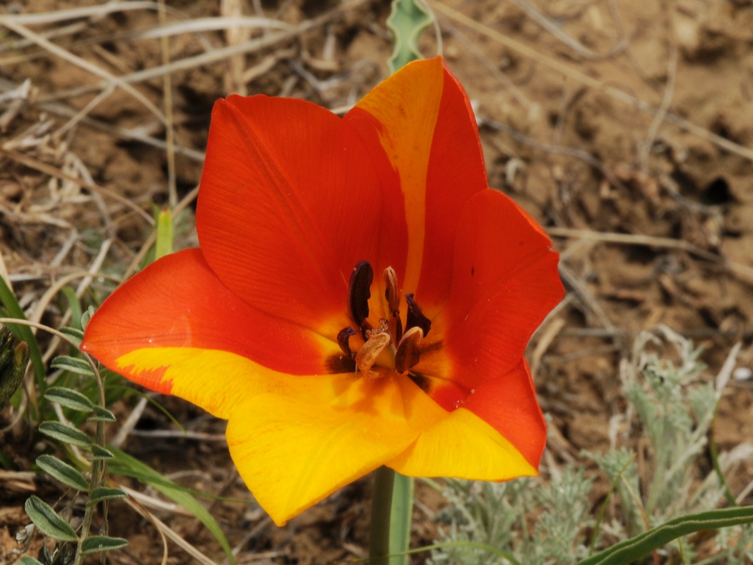 Image of Tulipa ostrowskiana specimen.
