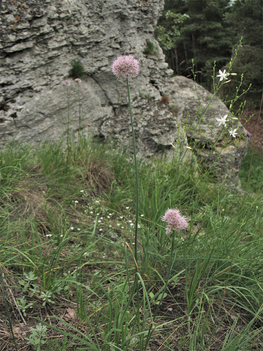 Image of Allium strictum specimen.