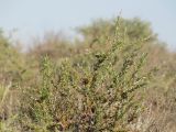 Salsola arbusculiformis