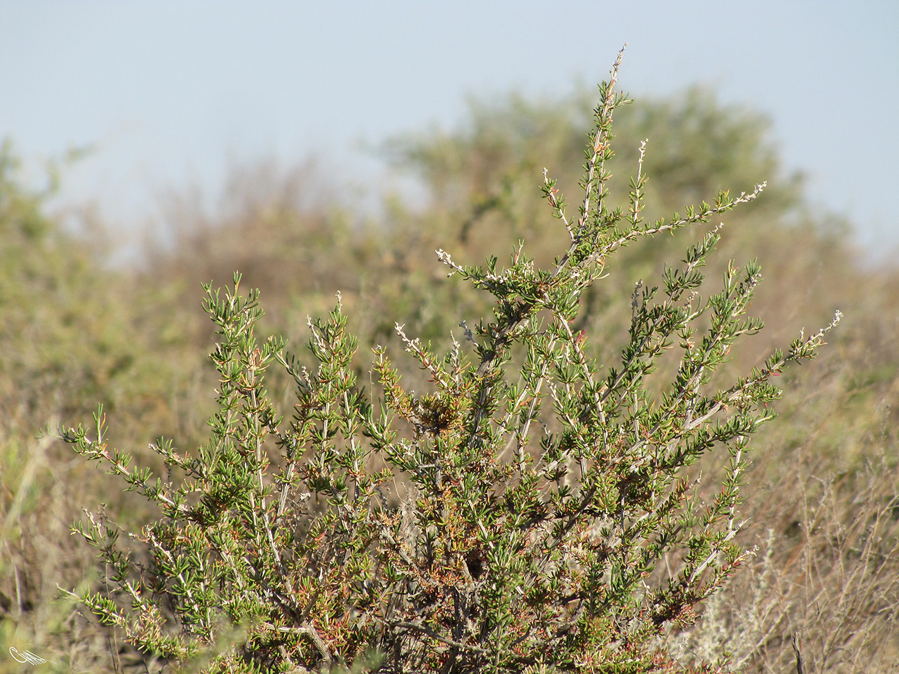 Image of Salsola arbusculiformis specimen.