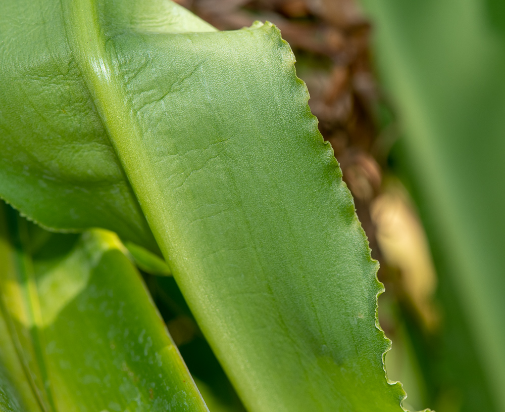 Image of Eucomis autumnalis specimen.