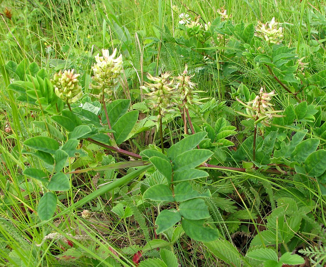Image of Astragalus glycyphyllos specimen.