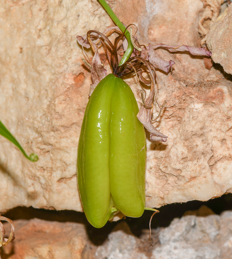 Image of Gloriosa superba specimen.