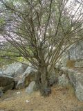 Vachellia farnesiana. Ствол плодоносящего растения. Израиль, Иудейские горы, г. Иерусалим, ботанический сад университета. 21.10.2018.