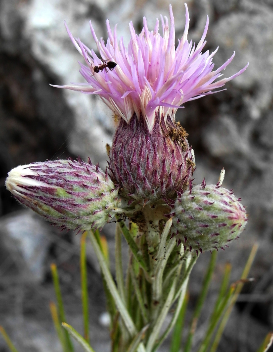Image of Ptilostemon chamaepeuce specimen.