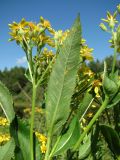 Senecio sarracenicus. Лист, поражённый ржавчиной (вид снизу), и соцветие. Архангельская обл., Вельский р-н, окр. пос. Усть-Шоноша, берег р. Вель. 13.08.2012.