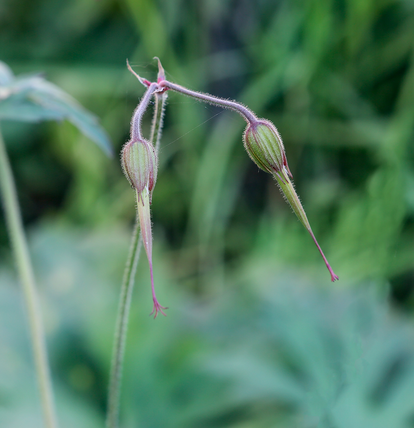 Image of Geranium pratense specimen.